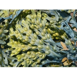 Seaweed absolute,  absolut z wodorostów do produkcji perfum. Morszczyn olejek eteryczny z fucus vesticulosus